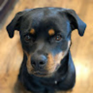 Meet your Posher, Ella